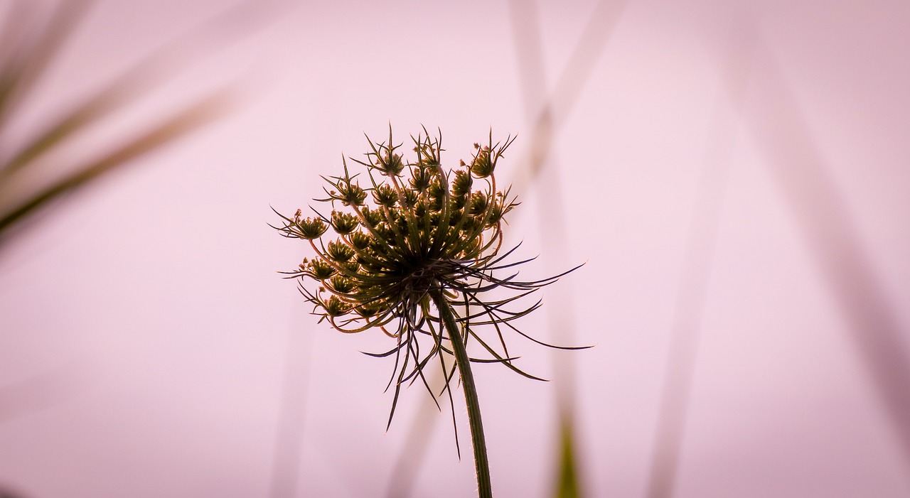 blossom  bloom  plant free photo