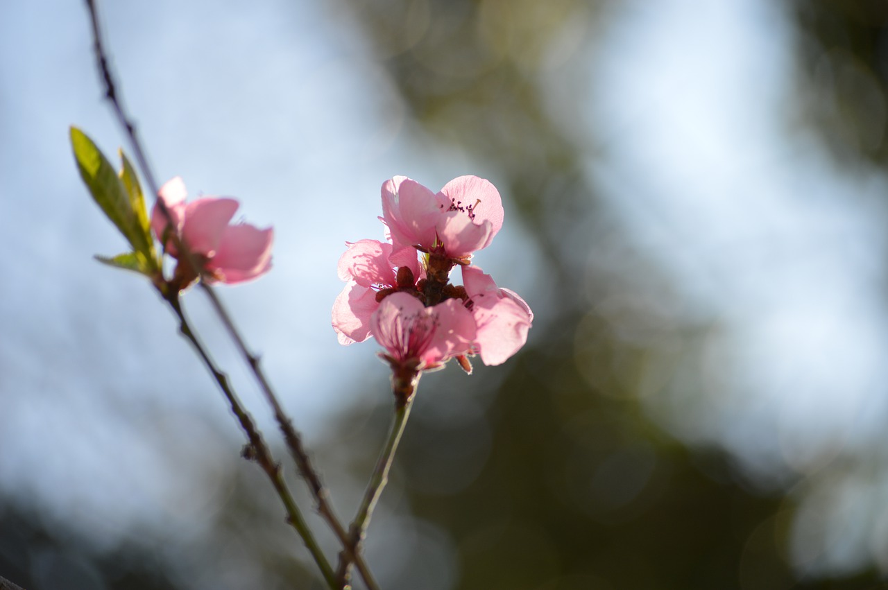 blossom  bloom  pink free photo