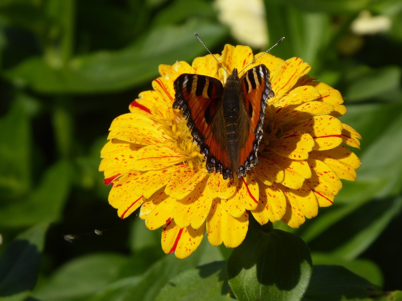 blossom  bloom  butterfly free photo