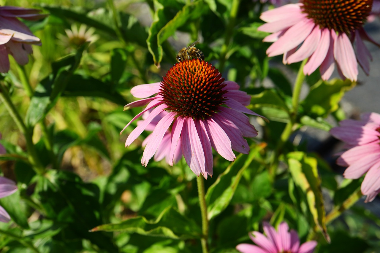 blossom  bloom  bee free photo