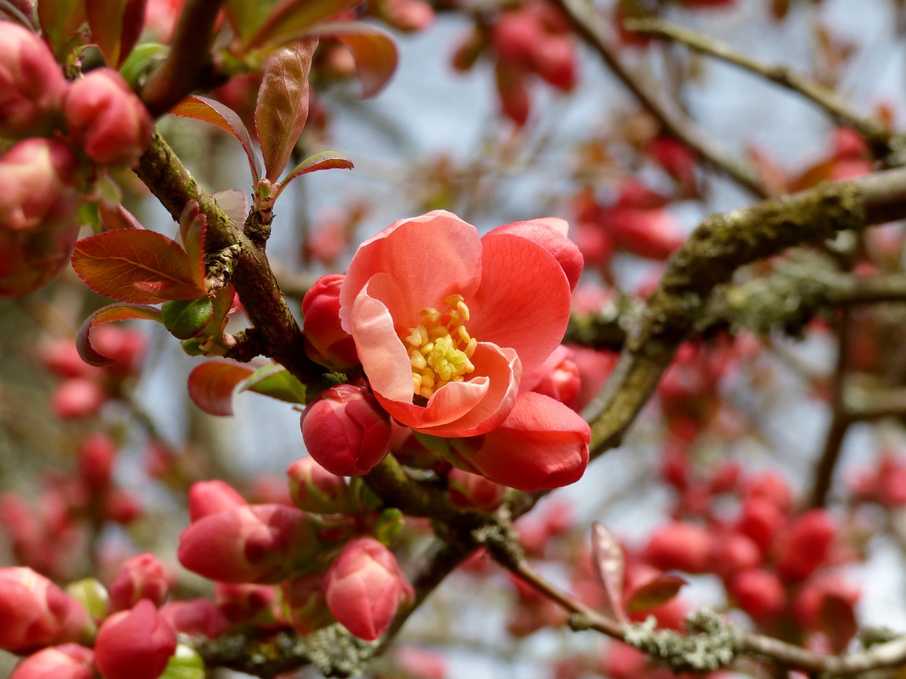 blossom apple spring free photo