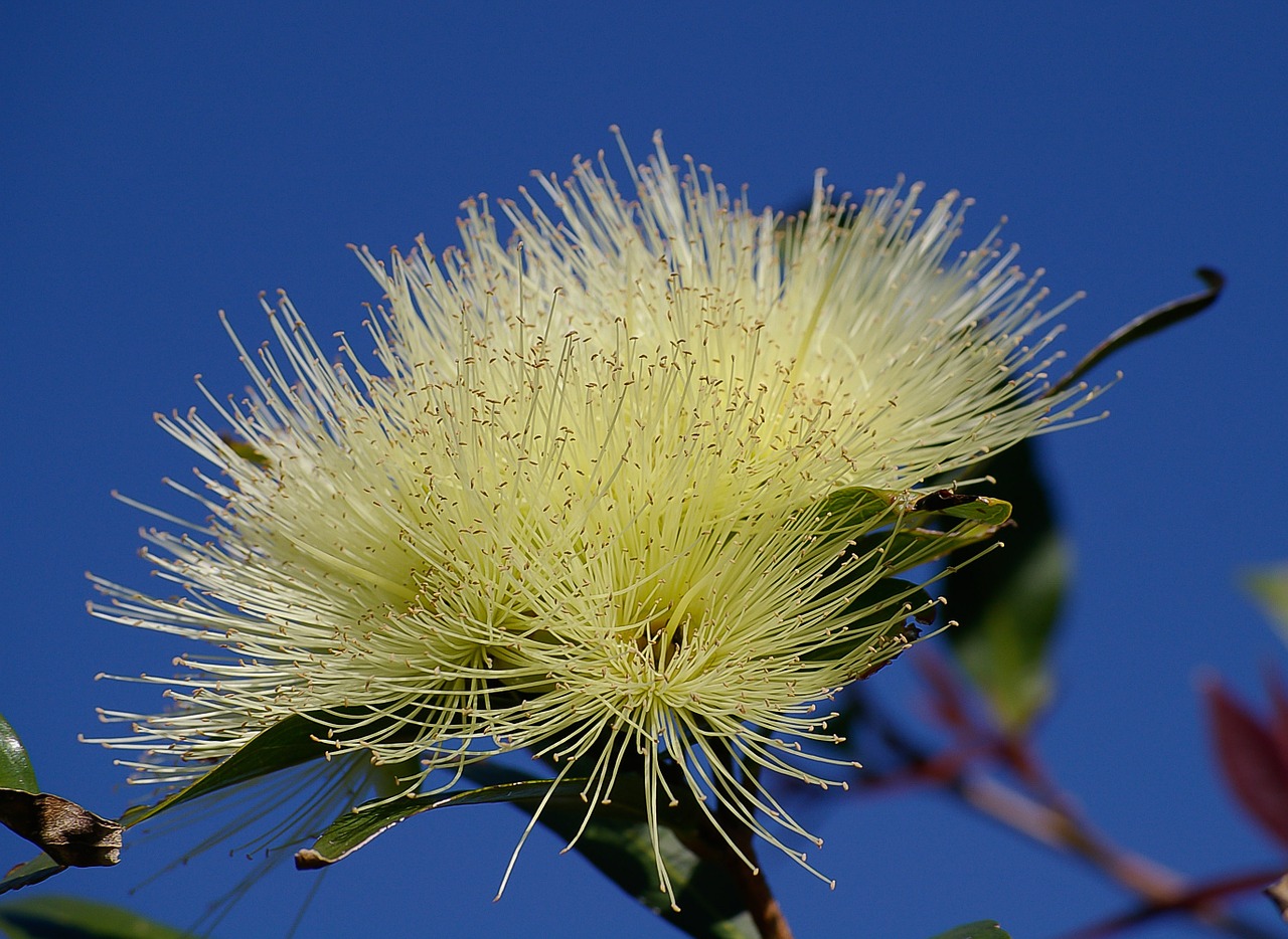 blossom flowers white free photo