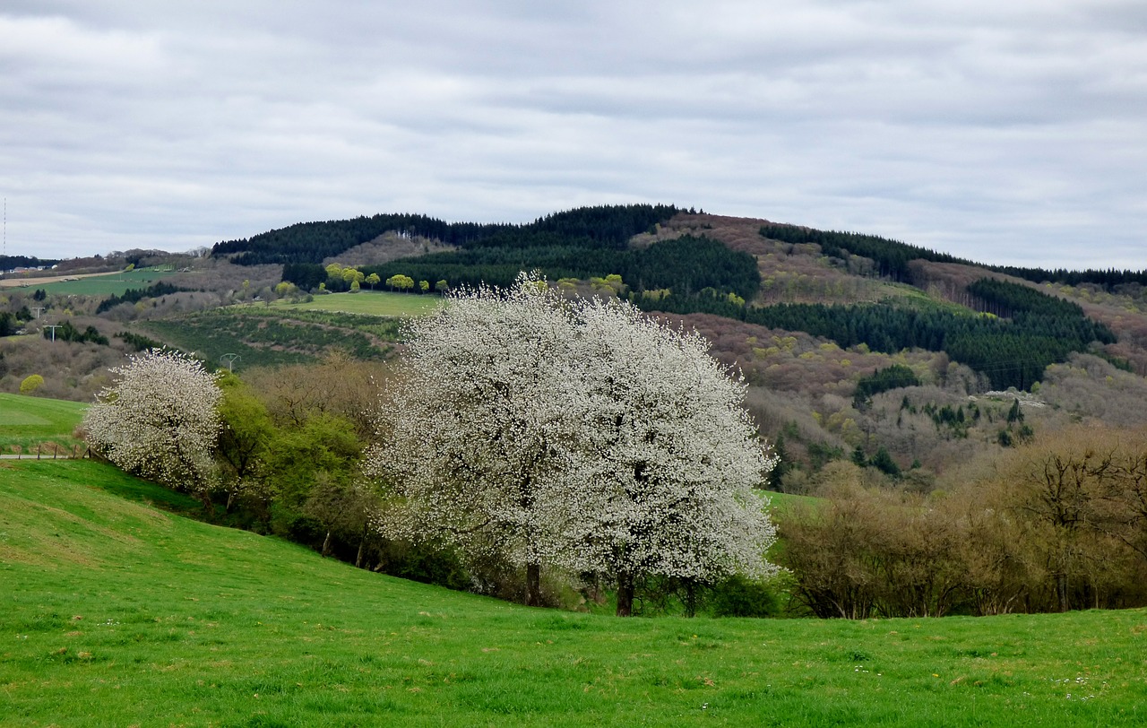 blossom tree bloom free photo