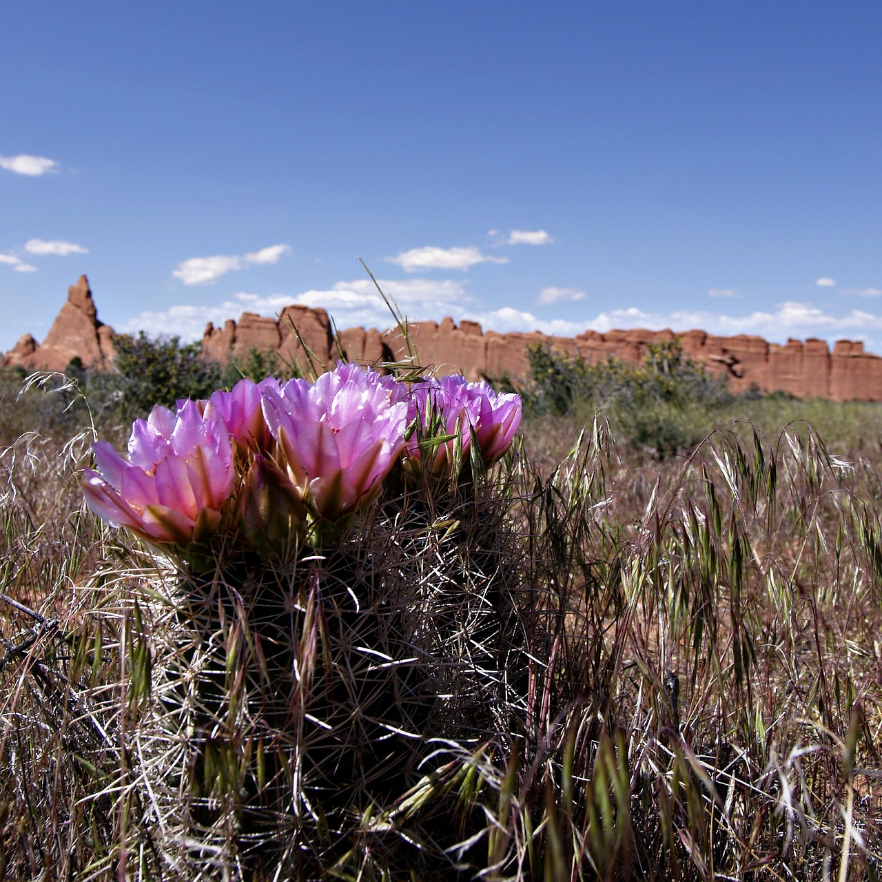 blossom cactus desert free photo