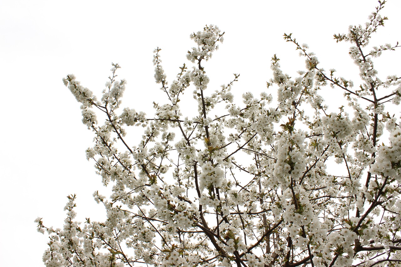 blossom cherry blossom free photo