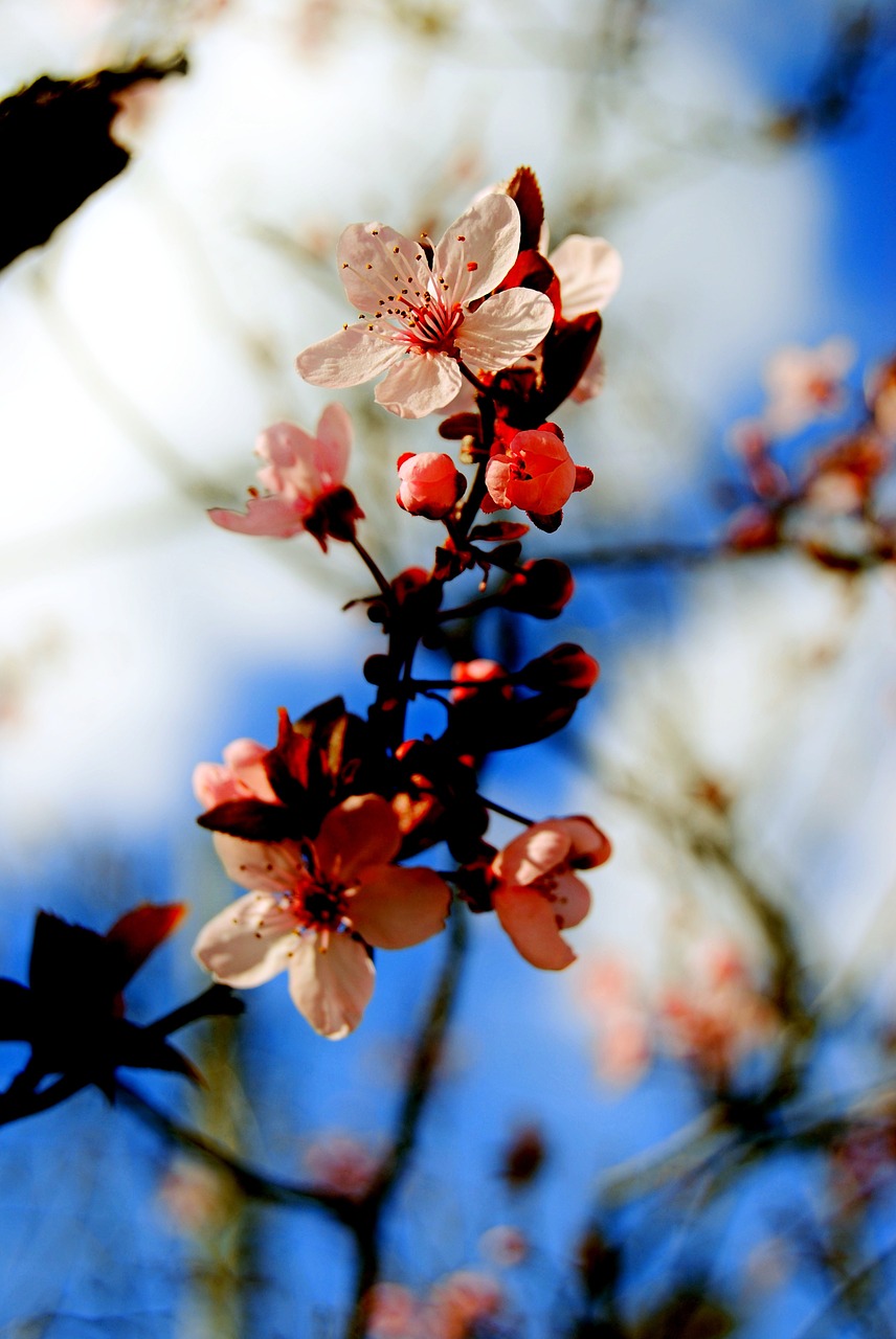 blossom tree nature free photo