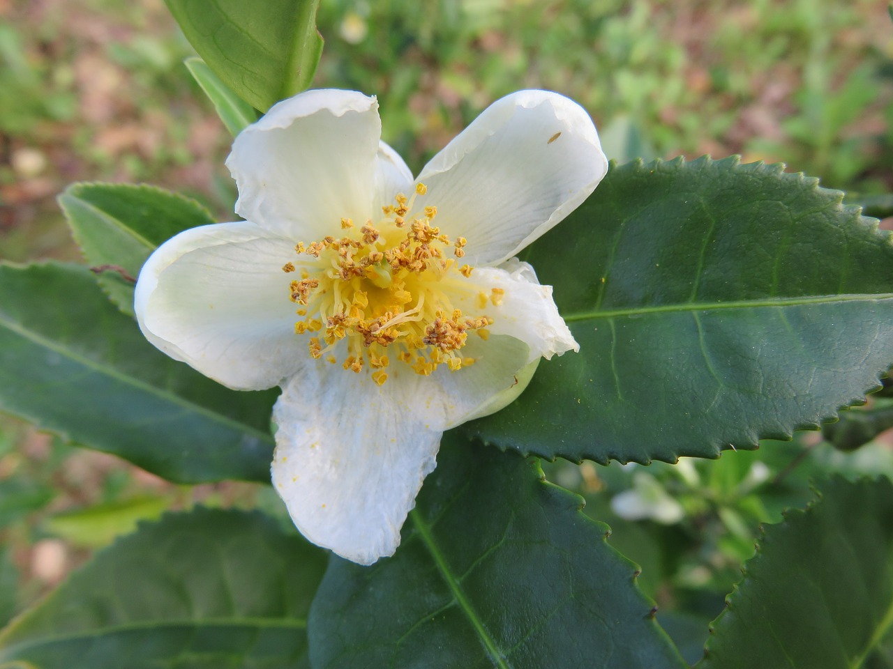 blossom tea camellia sinensis free photo