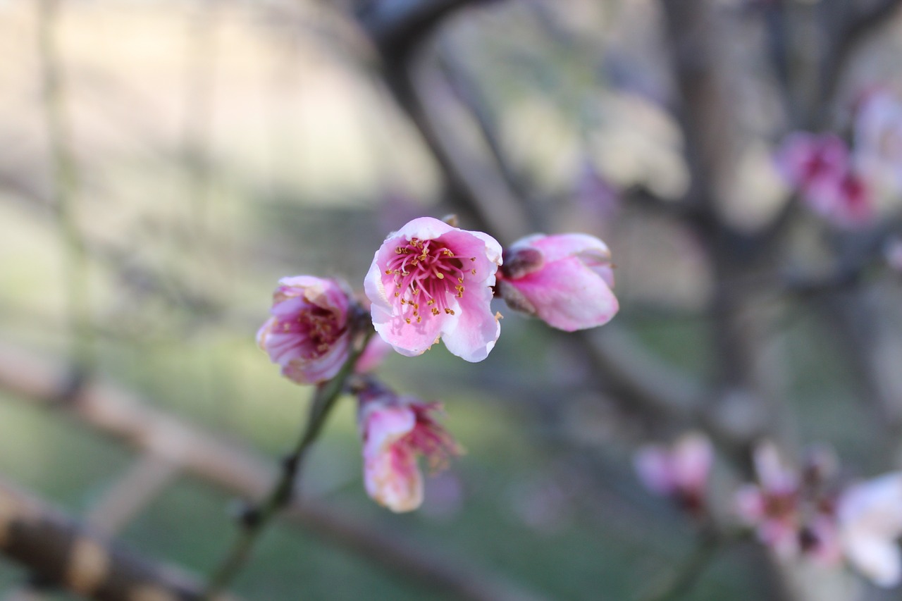 blossom flower floral free photo