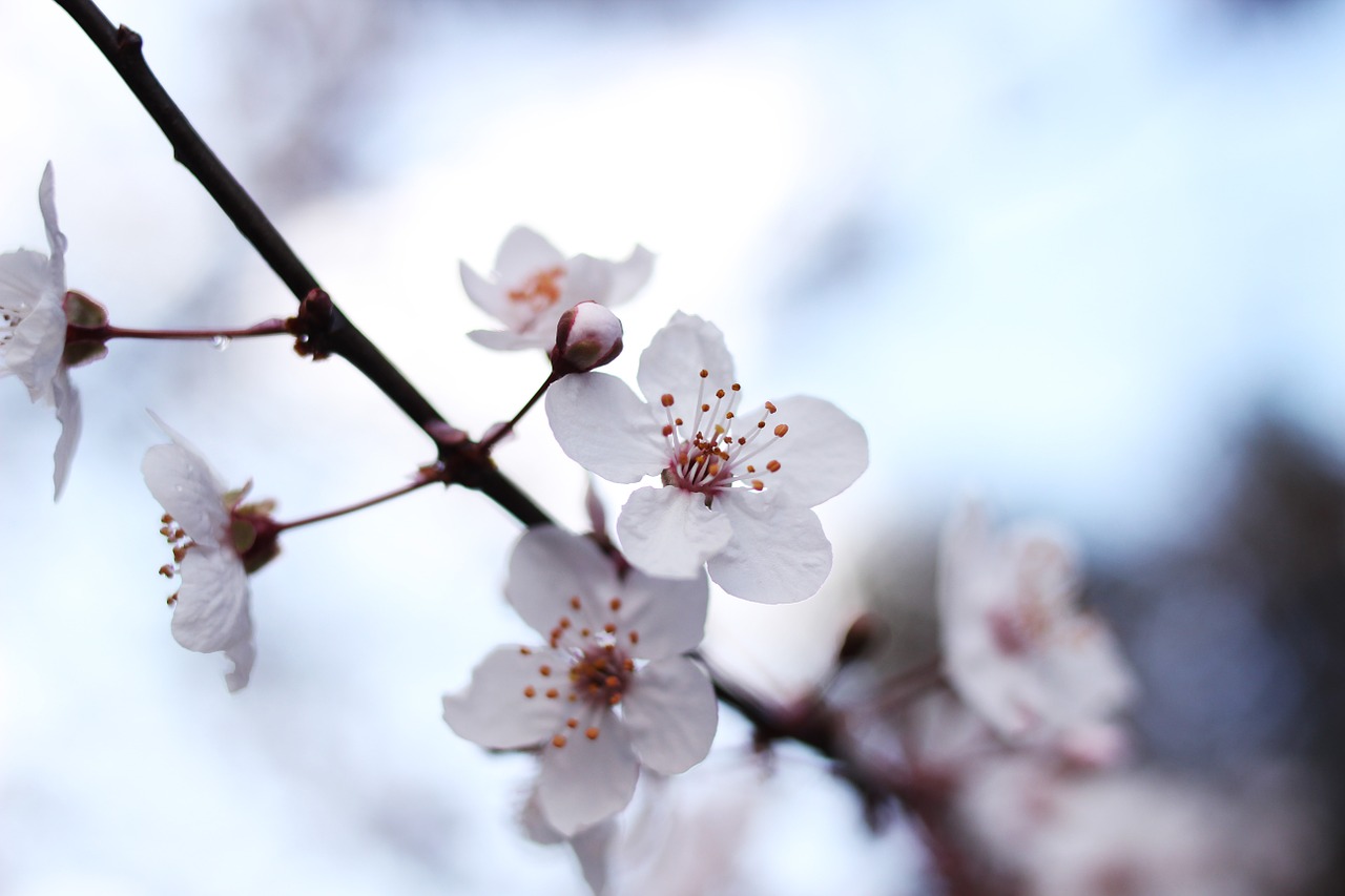 blossom flowers sky free photo