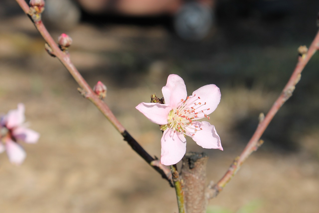 blossom flower nature free photo