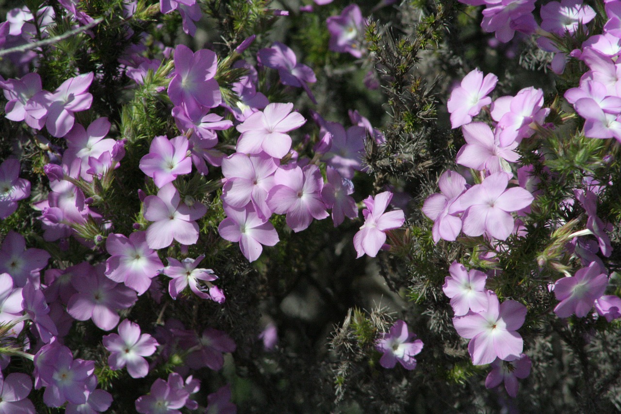 blossom nature plant free photo