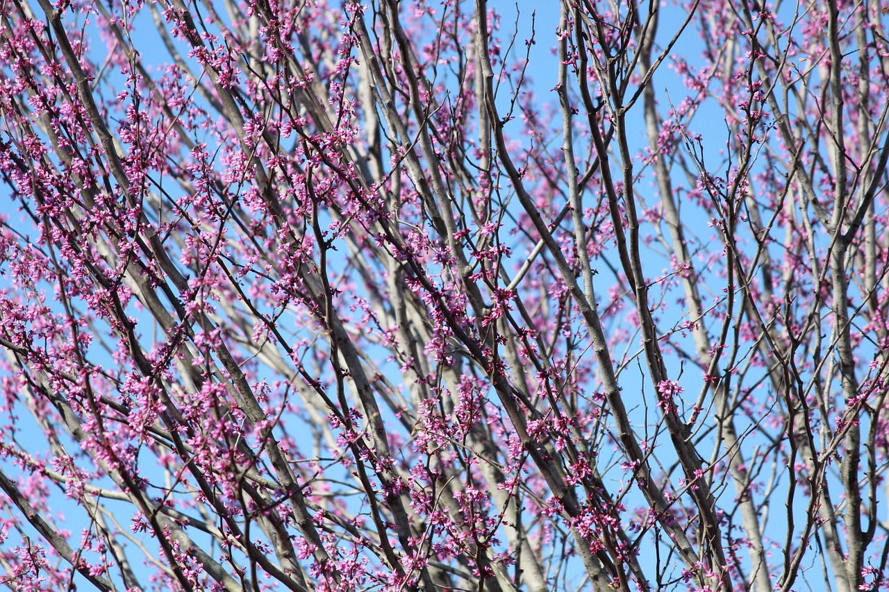 blossom tree branch free photo
