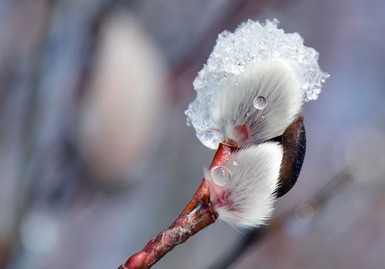 blossom bloom willow catkin free photo