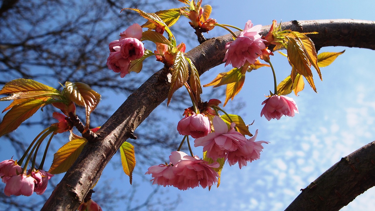 blossom prunus arc free photo