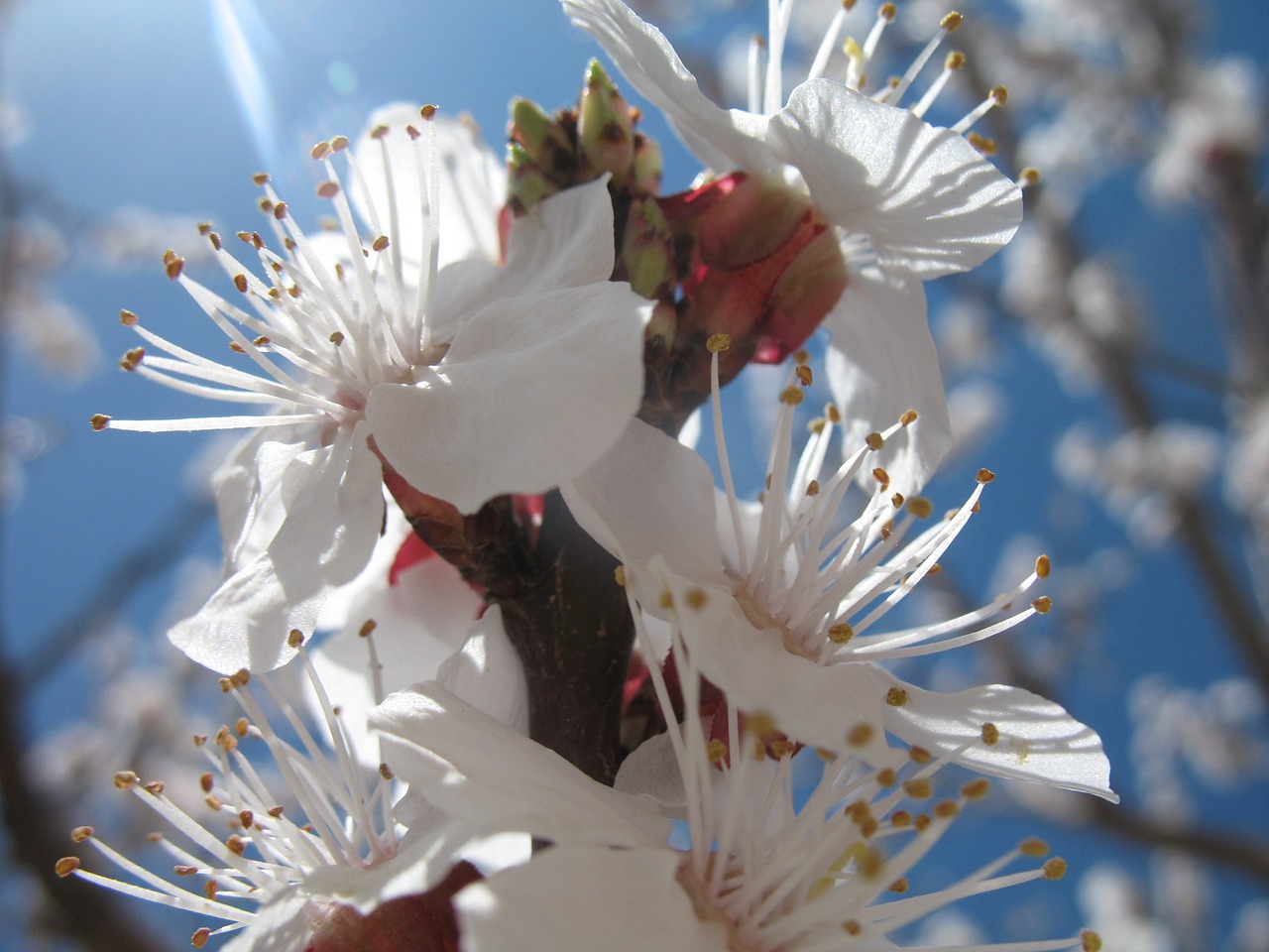 blossom spring sky free photo