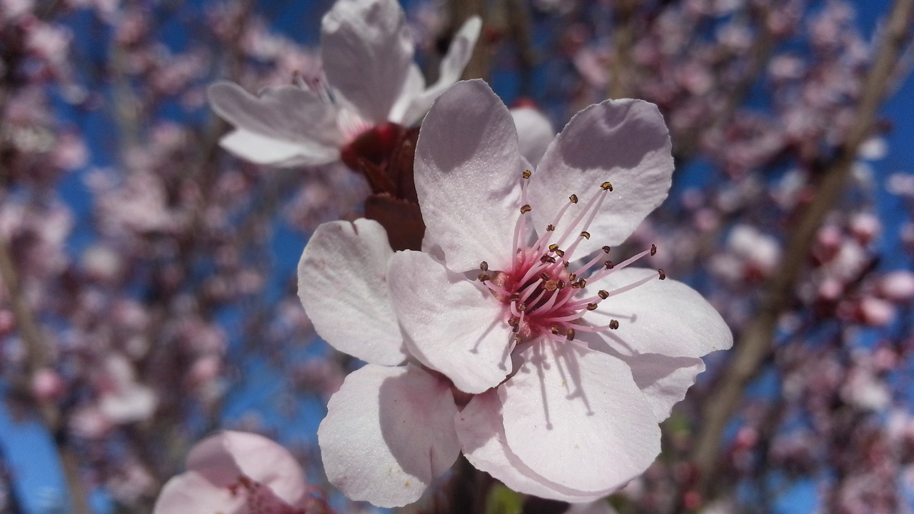 blossom plum tree spring free photo