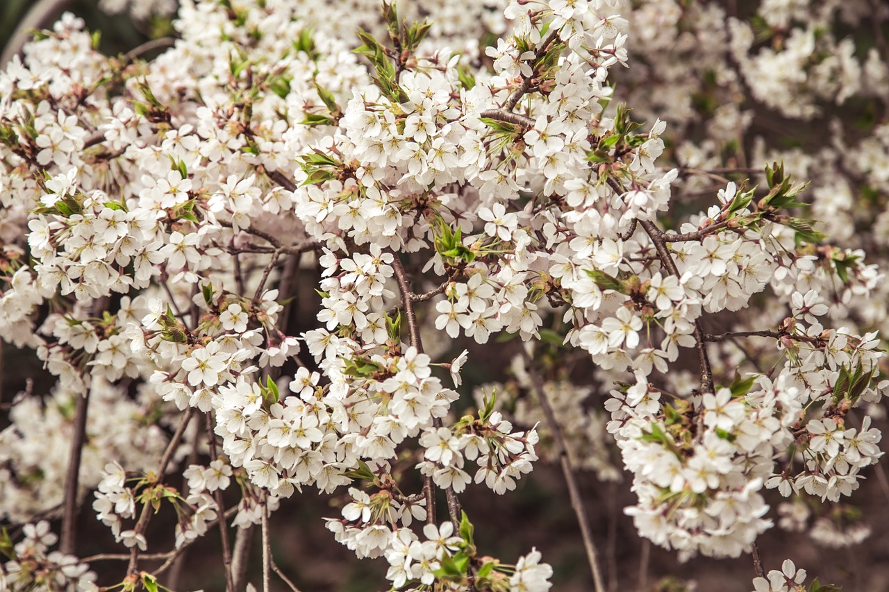 blossom tree flower free photo