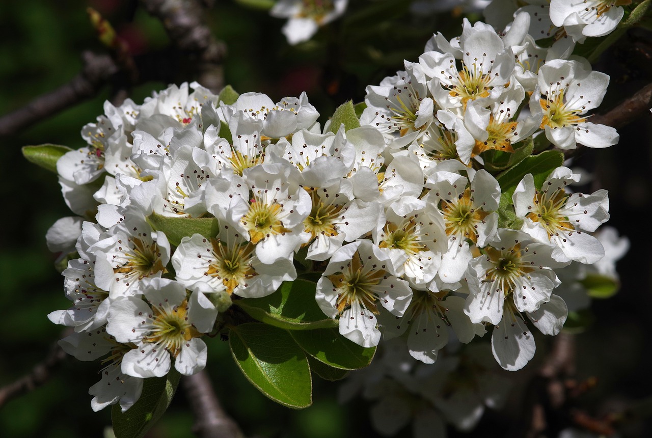 blossom pear spring free photo