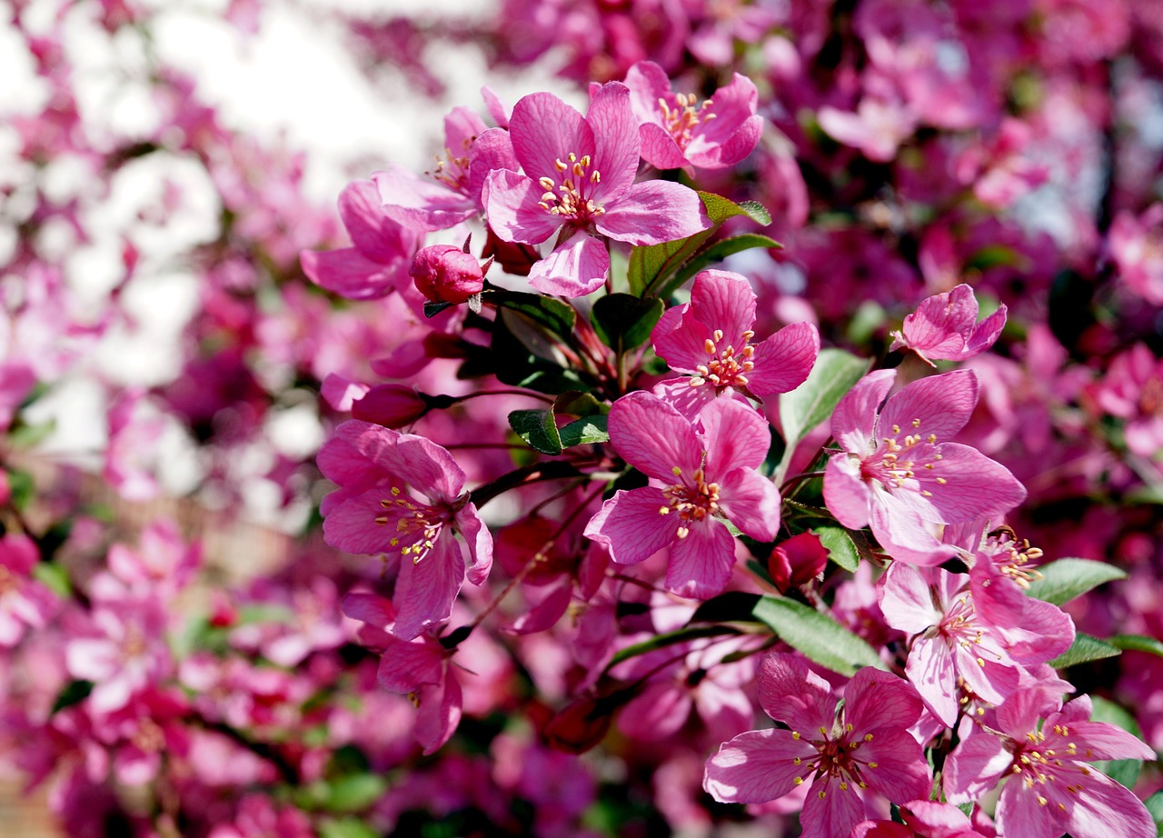 blossom nature spring free photo