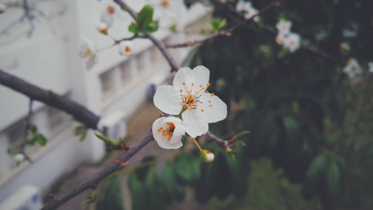 blossom nature flower free photo