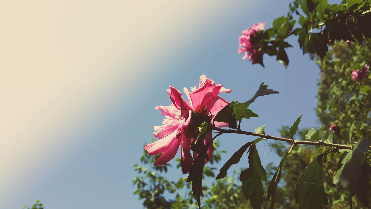 blossom sky nature free photo