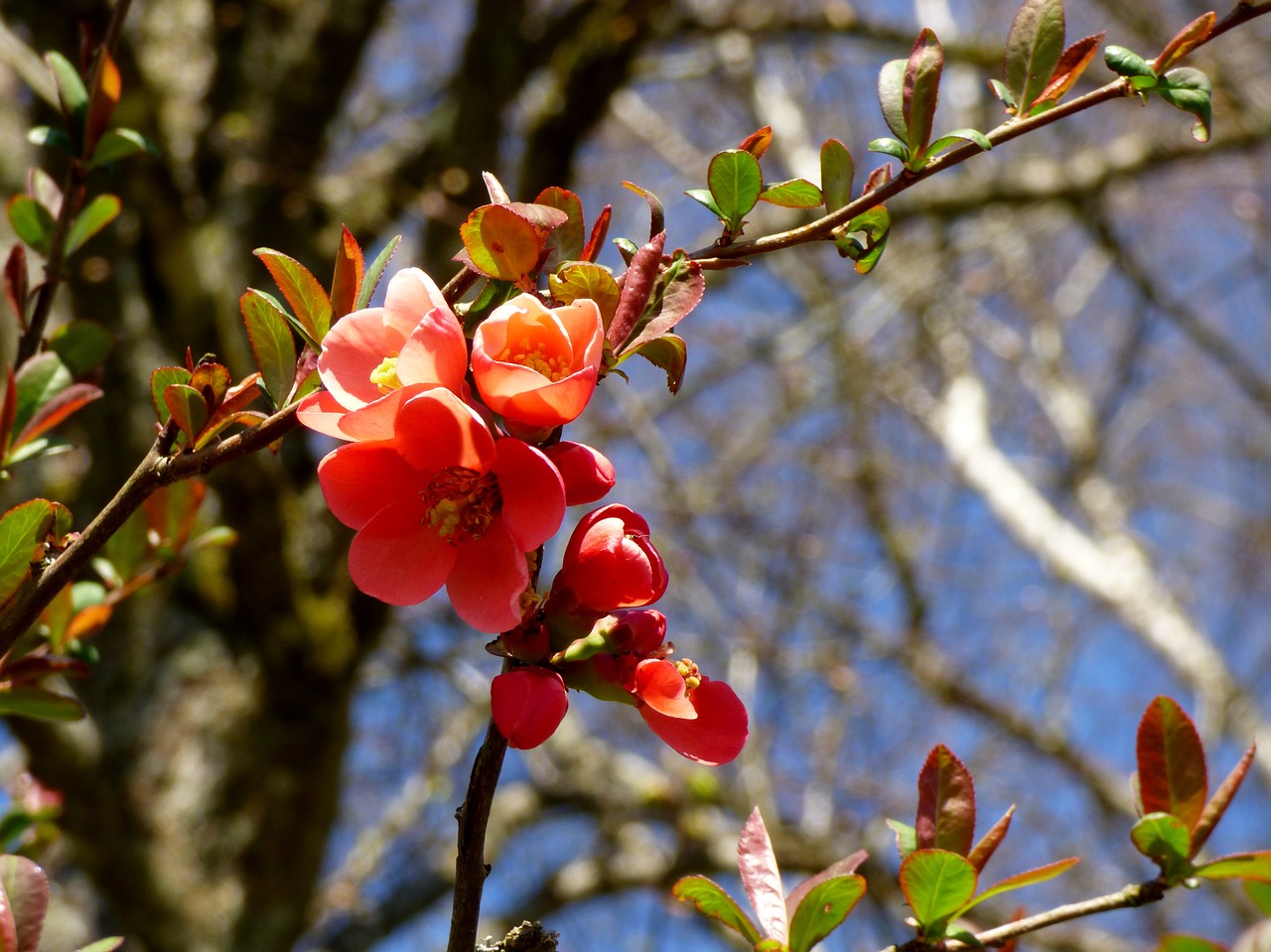 blossom pink spring free photo