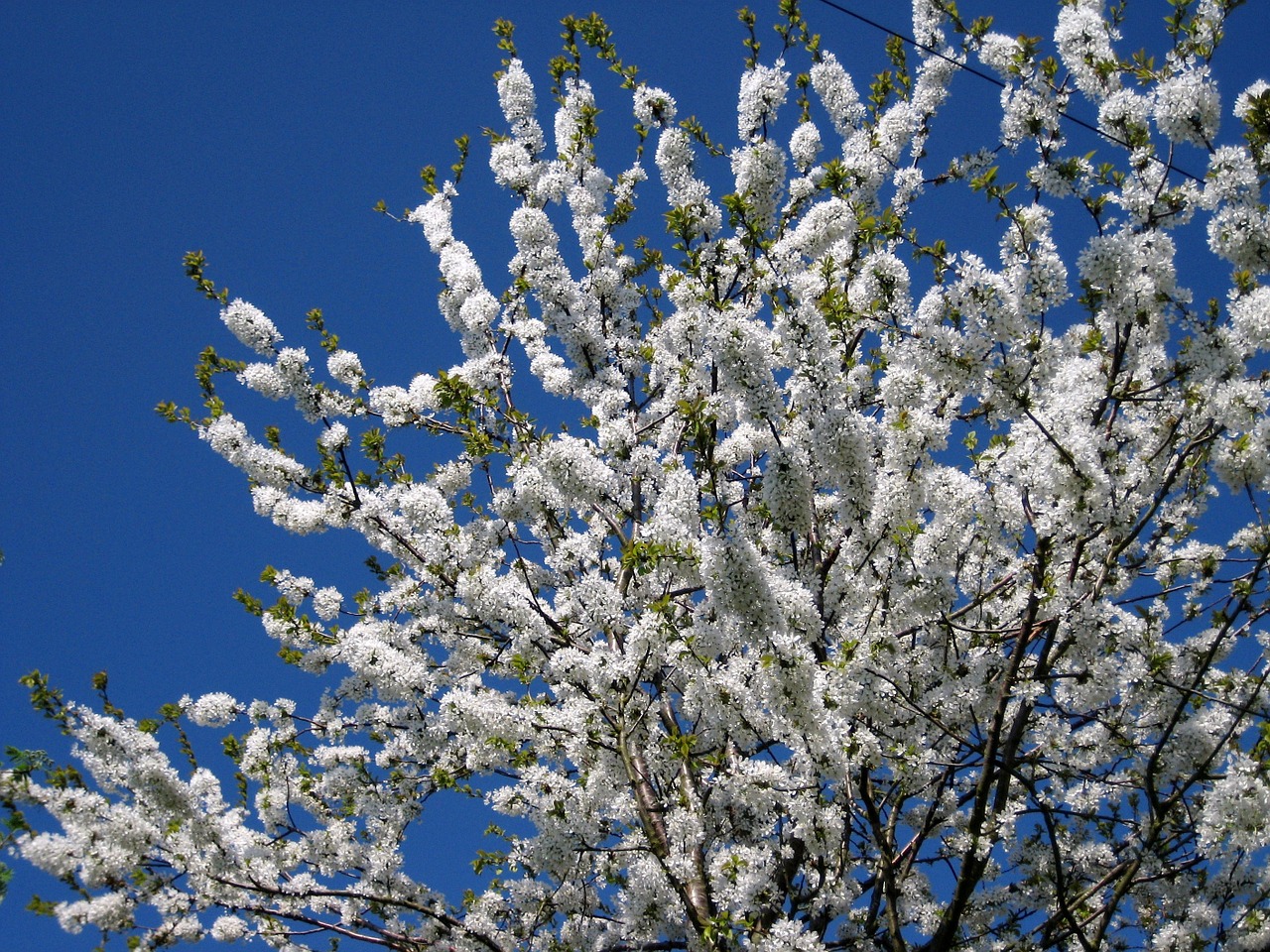 blossom may spring free photo