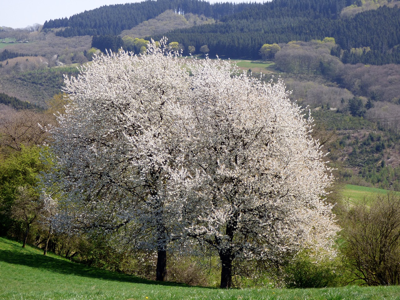 blossom bloom nature free photo