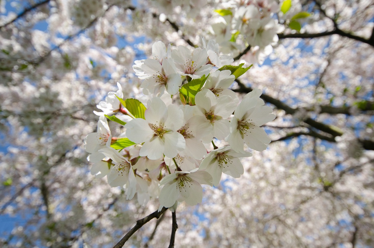 blossom white cherry free photo