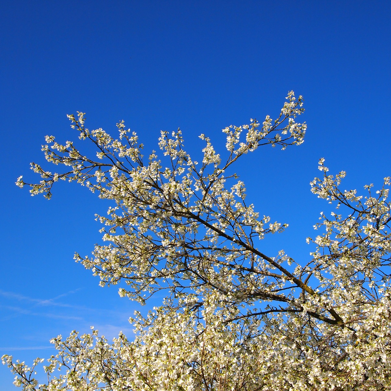 blossom blue sky branch free photo