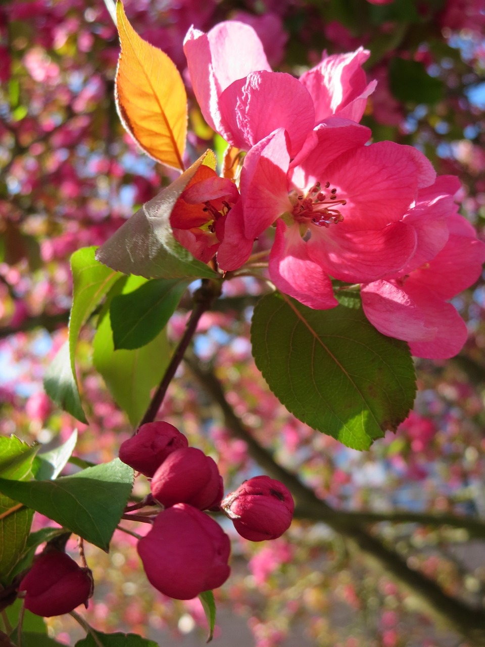 blossom tree spring free photo