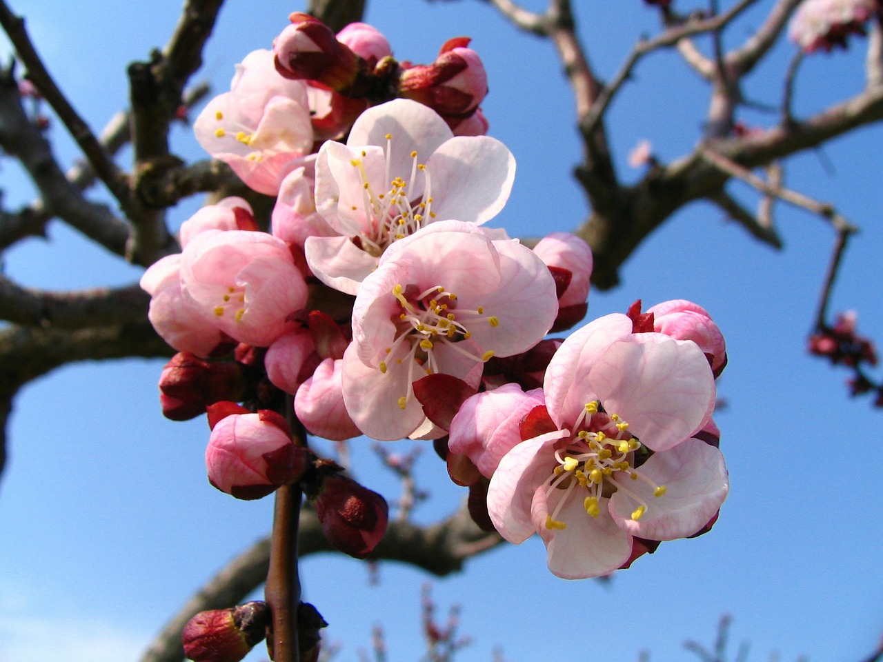 blossom pink nature free photo