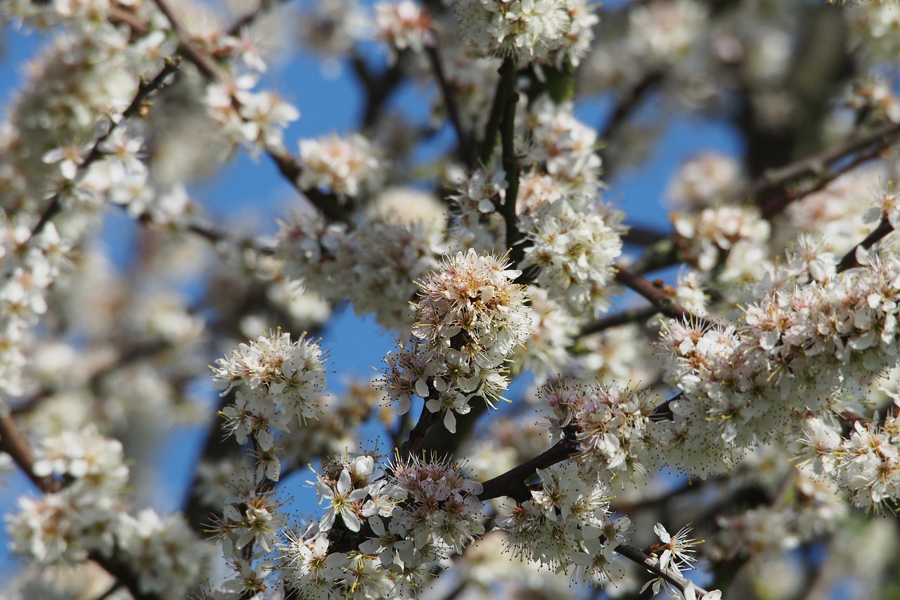 blossom white flower free photo