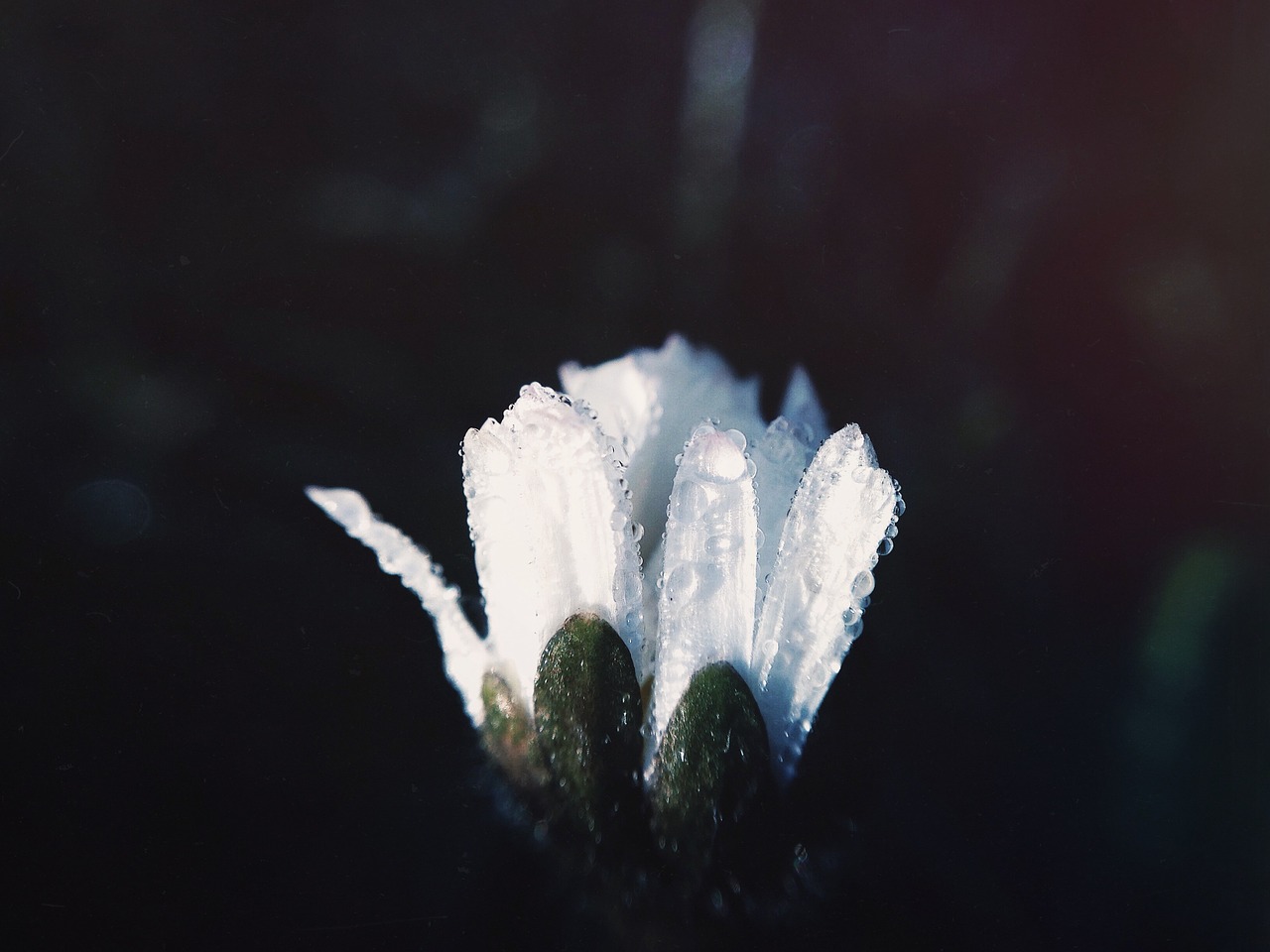 blossom flower opening free photo