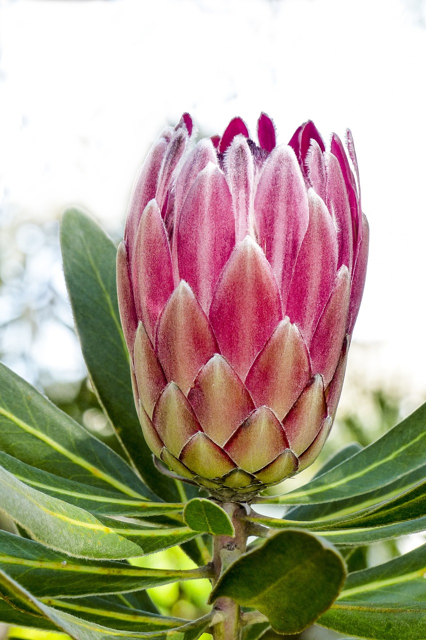 blossom pink plant free photo