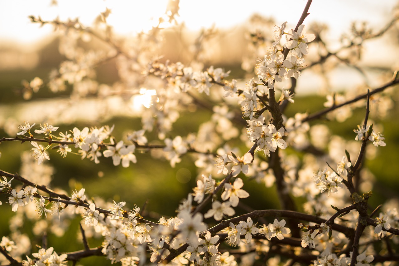 blossom white branches free photo