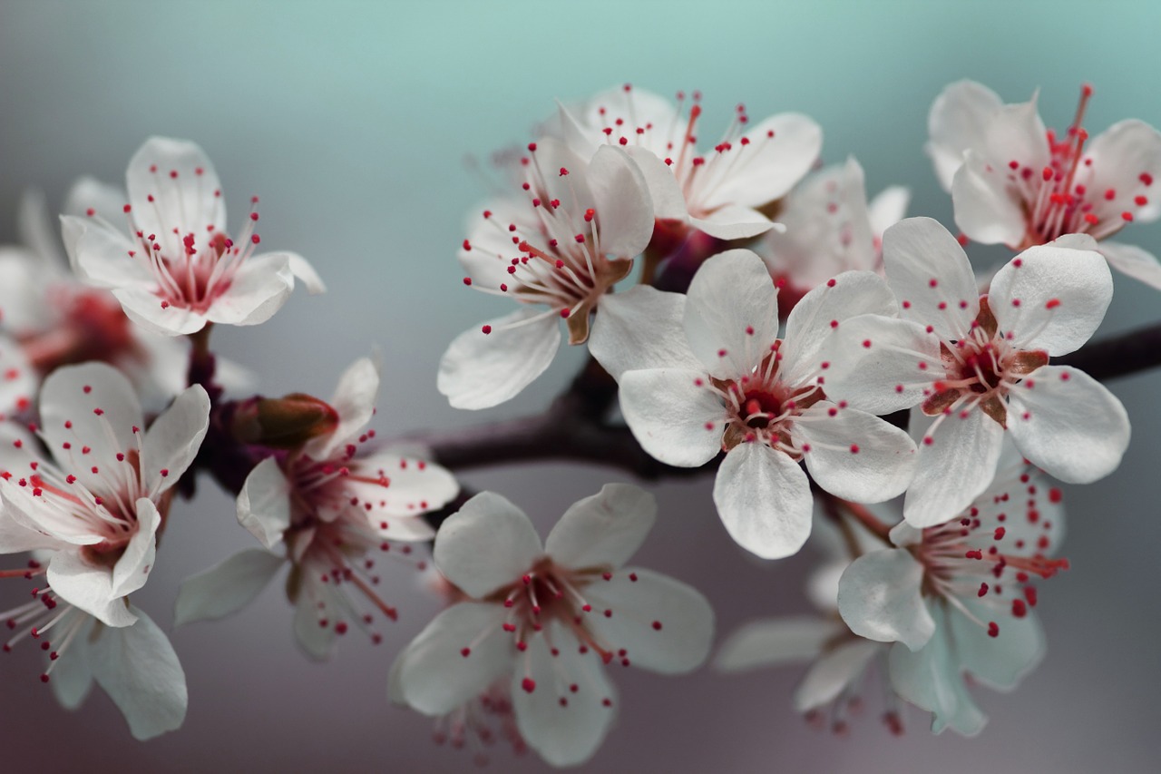 blossom petals red free photo