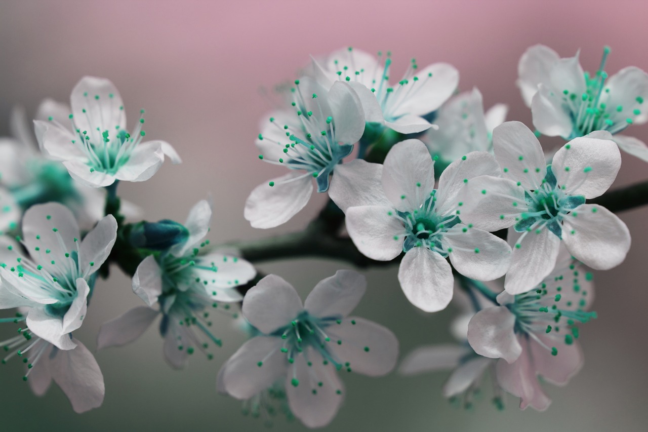 blossom petals teal free photo