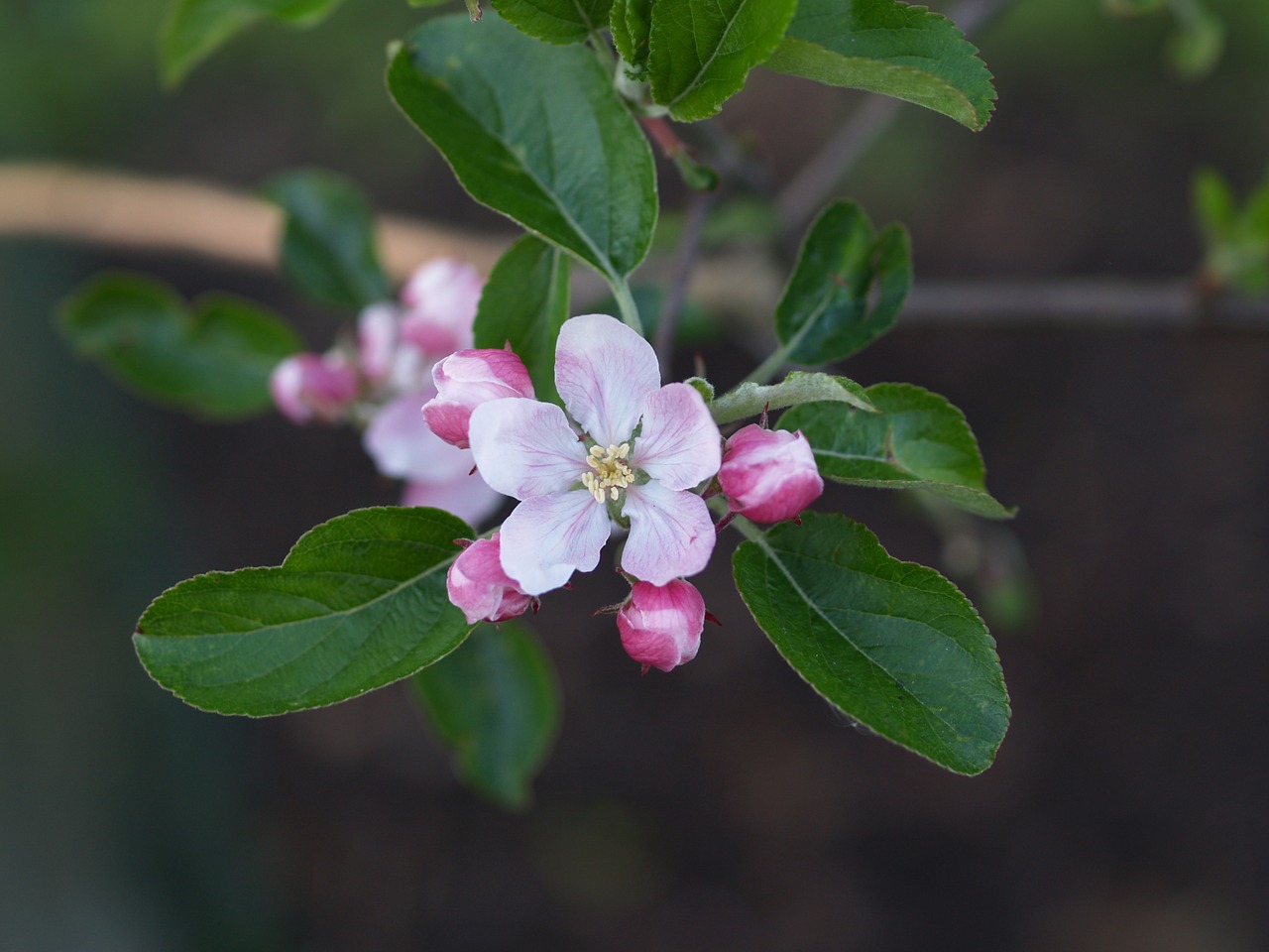 blossom apple orchard free photo