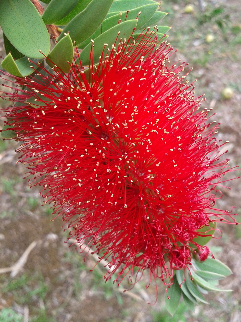 blossom bloom red flower free photo