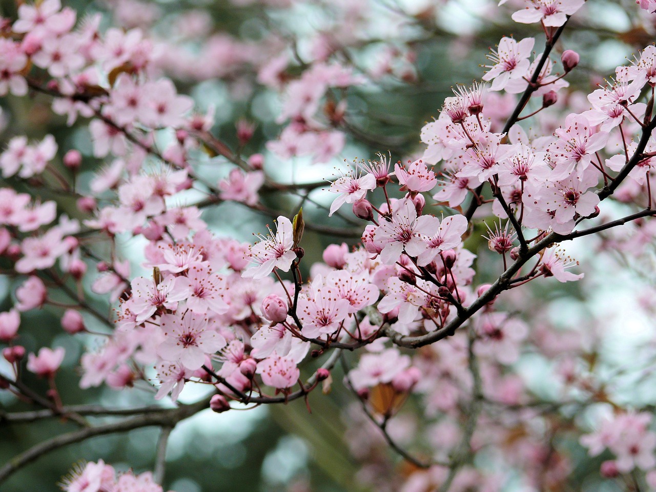 blossom rose garden free photo