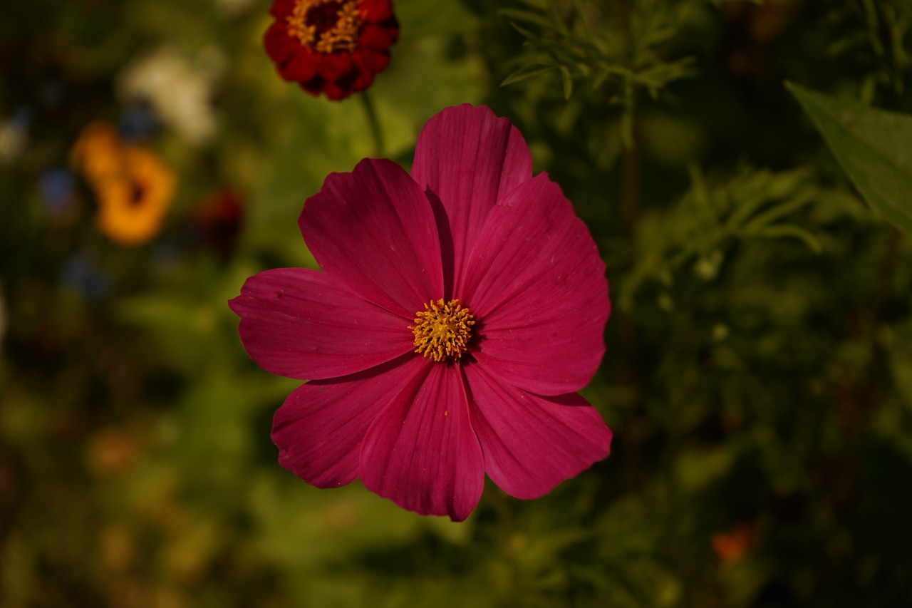 blossom bloom flower free photo