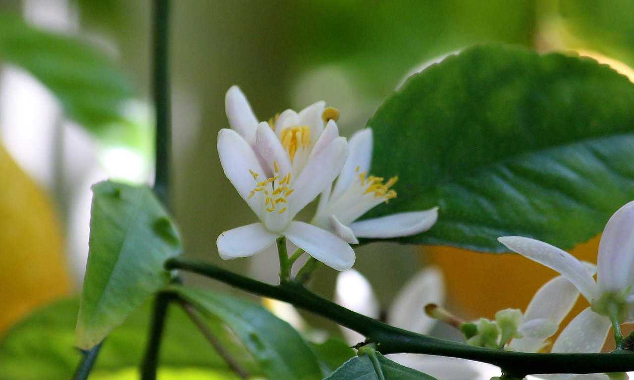 blossom bloom lemon blossom free photo