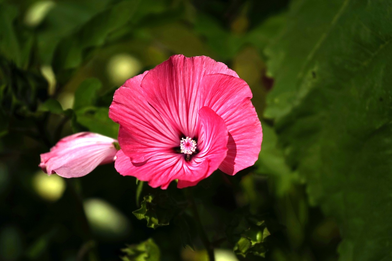 blossom bloom close free photo