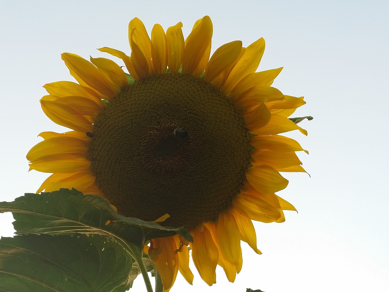 blossom bloom sunflower free photo