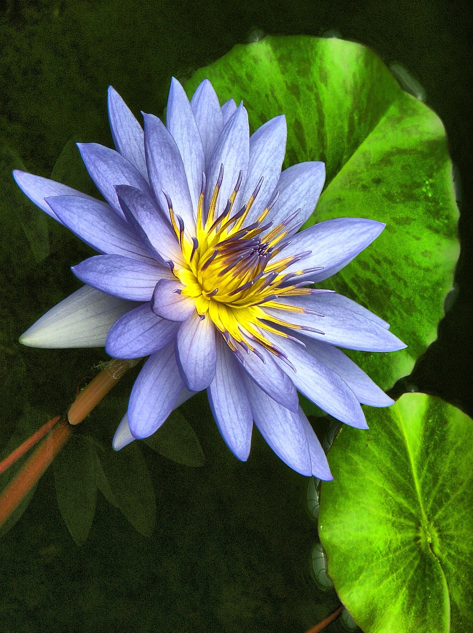 blossom lotus flower free photo