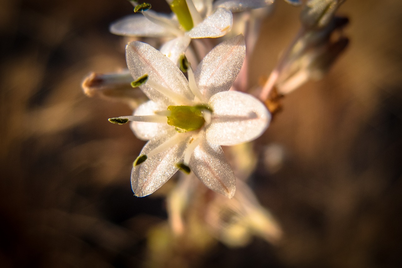 blossom bloom sun free photo