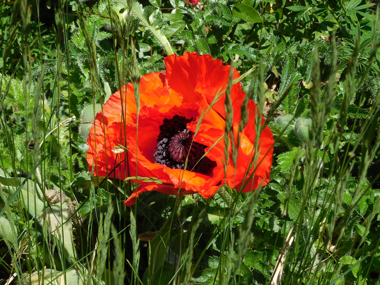 blossom bloom red poppy free photo