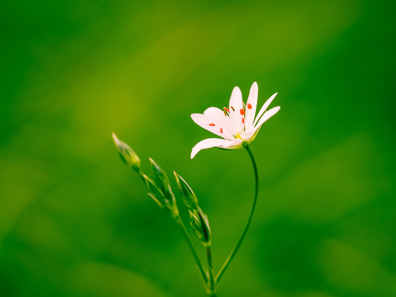 blossom bloom nature free photo