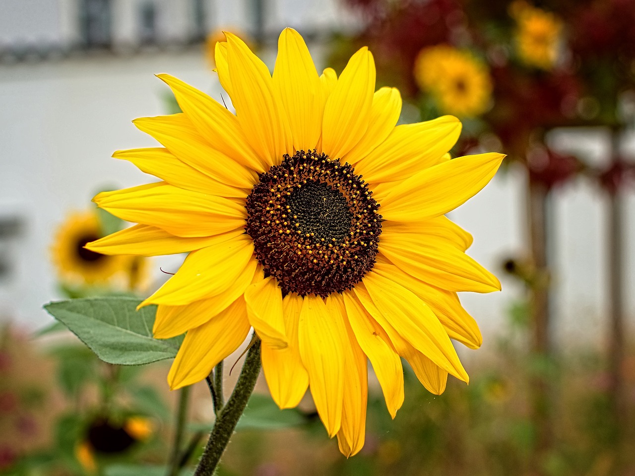 blossom bloom sun flower free photo